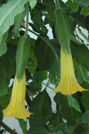 Brugmansia sanguinea aurea