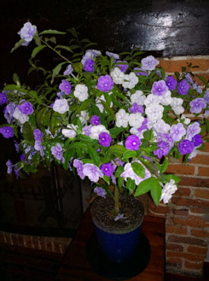 Brunfelsia latifolia