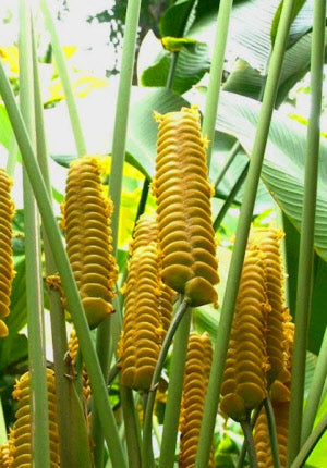 Calathea crotalifera