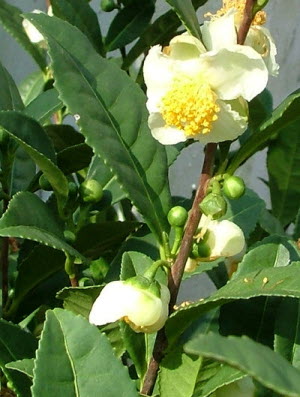 Camellia sinensis