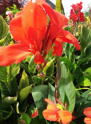 Canna Cannova Orange Shades