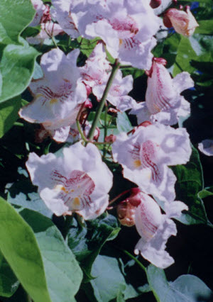 Catalpa bungei