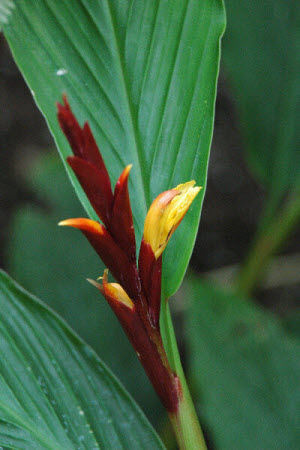 Cautleya spicata