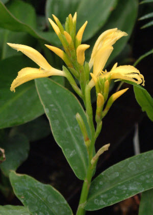 Cautleya gracilis