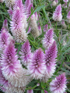 Celosia Flamingo Feather