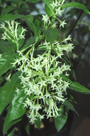 Cestrum nocturnum