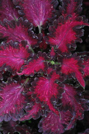 Coleus Black Dragon