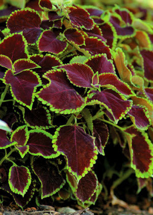 Coleus Chocolate Splash Lime