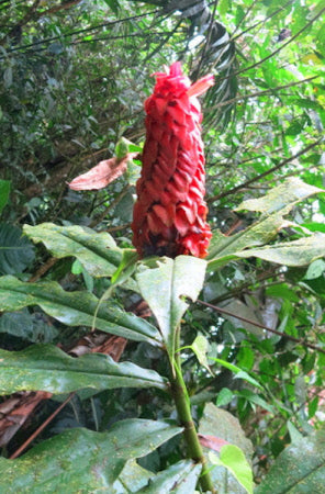 Costus lima