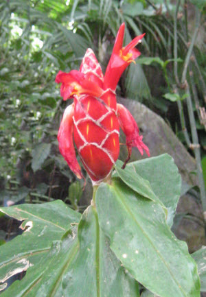 Costus scaber