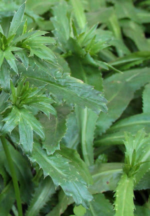 Eryngium foetidum