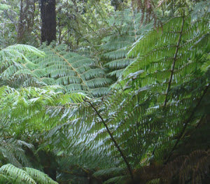 Cyathea dealbata