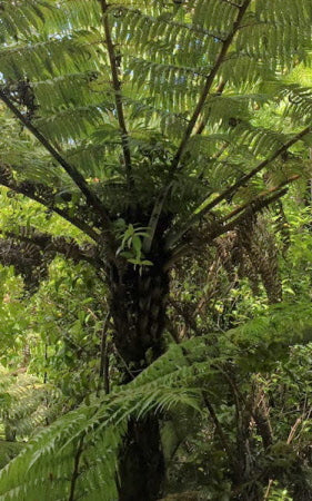 Cyathea medullaris