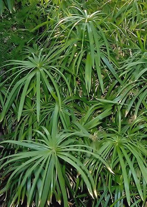 Cyperus alternifoliius