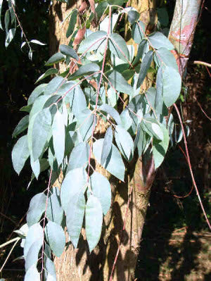 Eucalyptus glaucescens