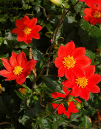 Dahlia coccinea