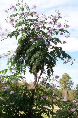 Dahlia imperialis