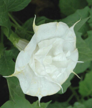 Datura Double White