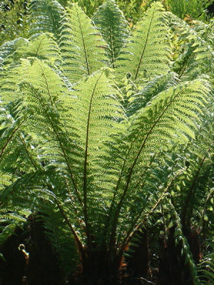 Dicksonia fibrosa