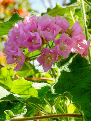 Dombeya calantha