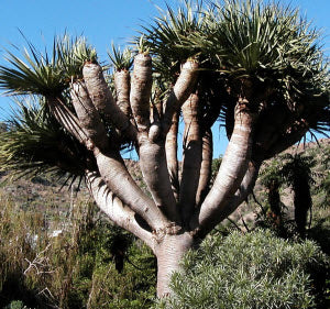 Dracaena draco