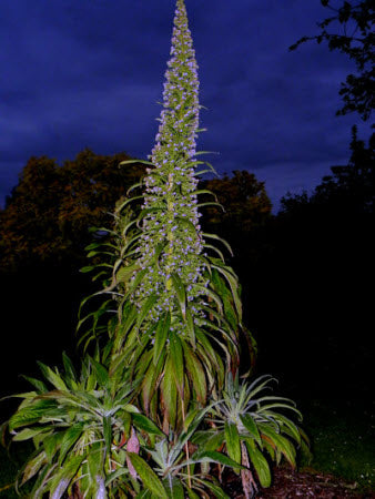 Echium pininana