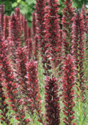 Echium russicum