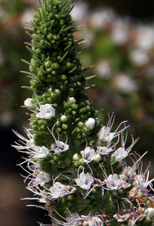 Echium Snow Tower