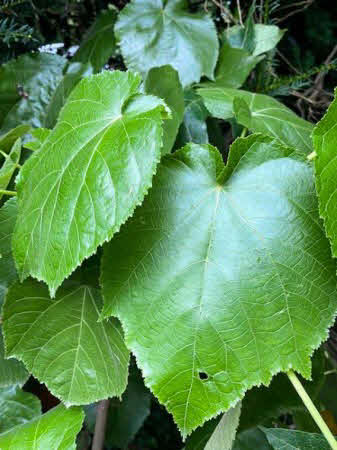 Entelea arborescens