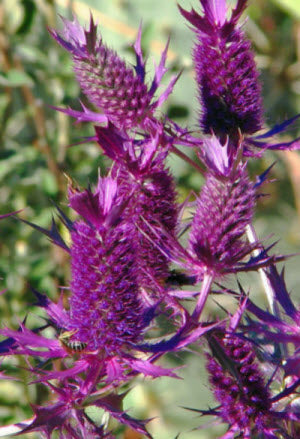 Eryngium Purple Sheen