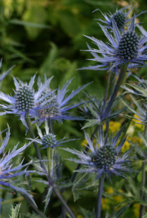 Eryngium Blue Glitter