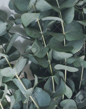 Eucalyptus pulverulenta Baby Blue