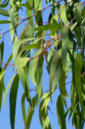 Eucalyptus citriodora