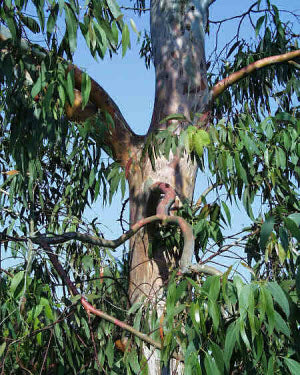 Eucalyptus dalrympleana