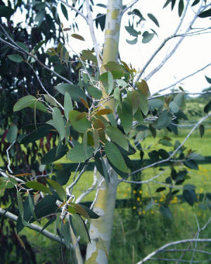 Eucalyptus debeuzevillei