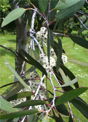 Eucalyptus niphophila