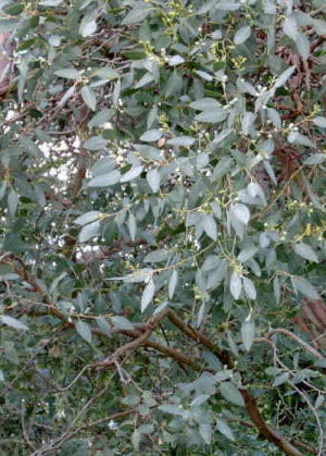 Eucalyptus nitida