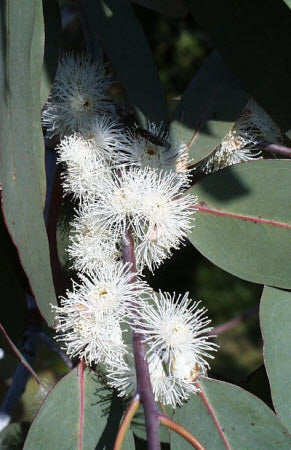 Eucalyptus perinniana