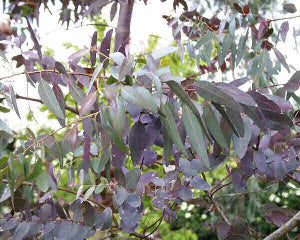 Eucalyptus rubida