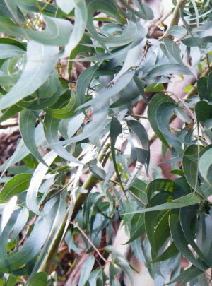 Eucalyptus viminalis