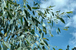 Eucalyptus coccifera