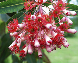 Eucalyptus ficifolia