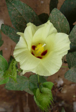 Gossypium hirsutum