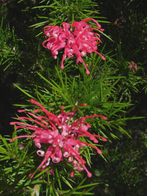 Grevillea banksii forsteri