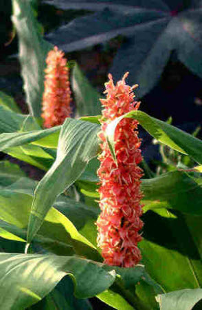 Hedychium densifolium