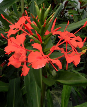 Hedychium deceptum