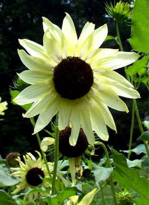 Helianthus Italian White