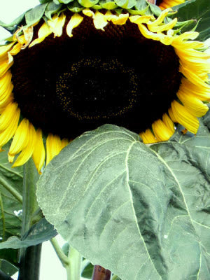 Helianthus Mongolian Giant