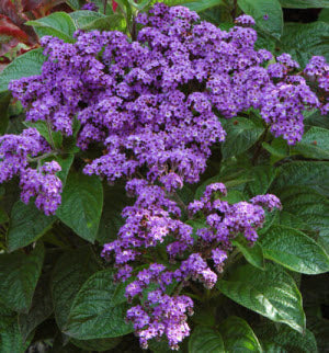 Heliotrope Marine