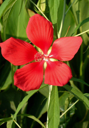 Hibiscus coccineus